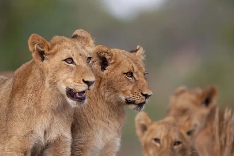 lions_pride-1024x682